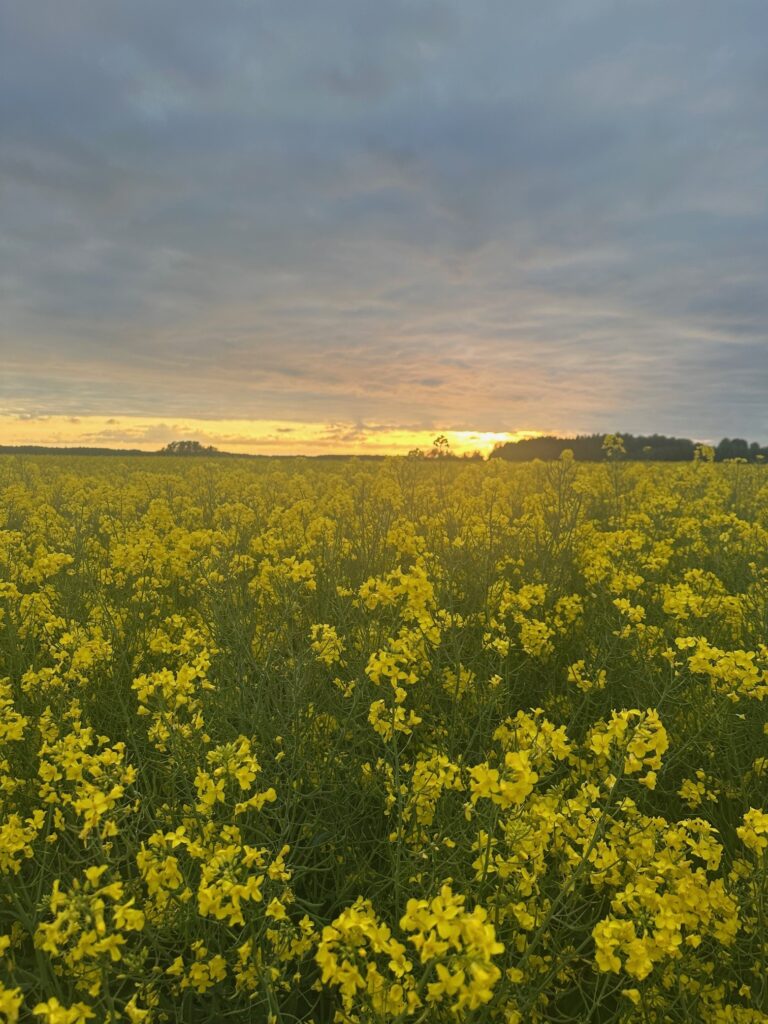 Fält med gula blommor
