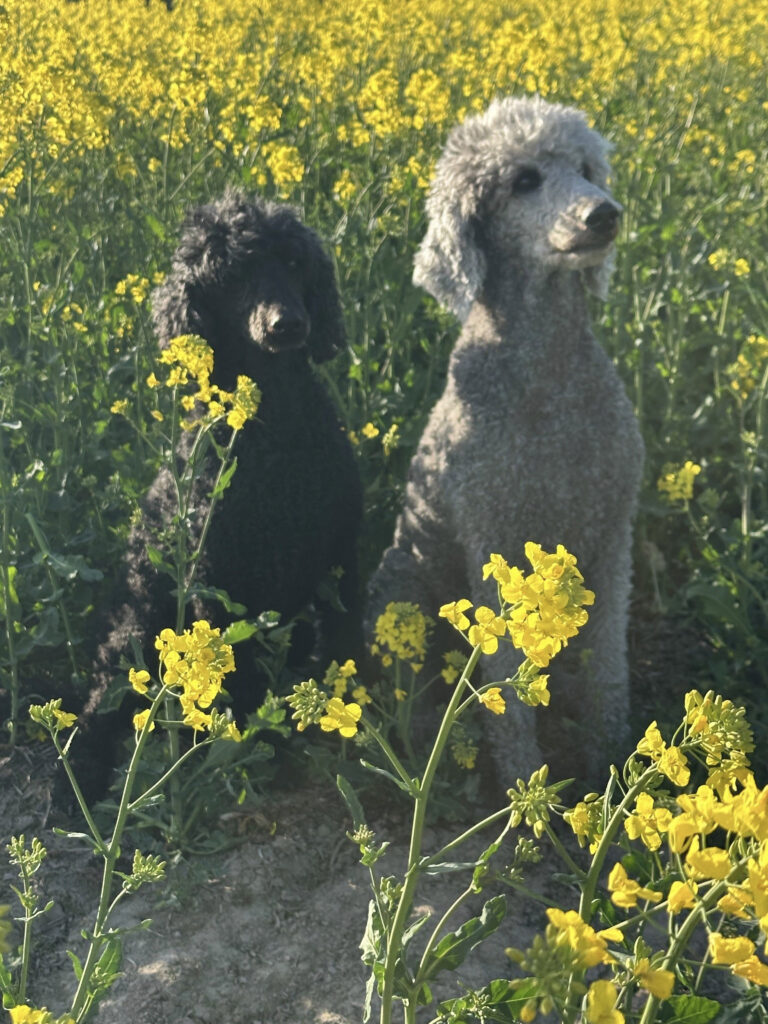 Två hundar bland gula blommor