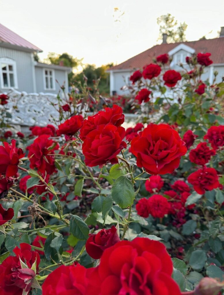 Rosbuske